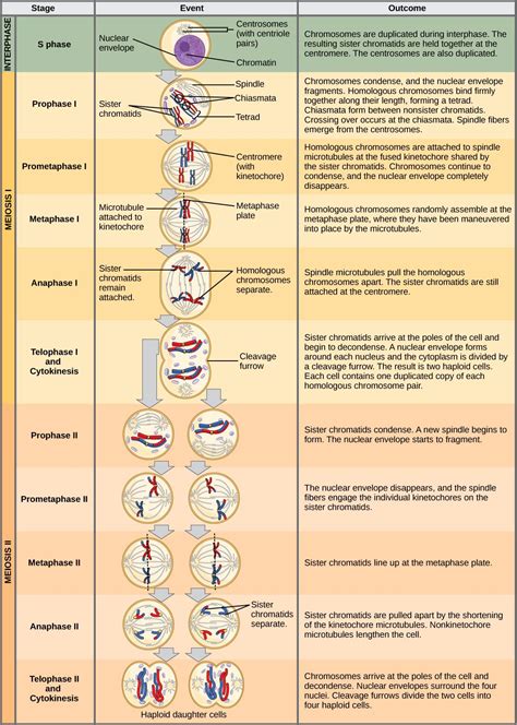 11.1: The Process of Meiosis .